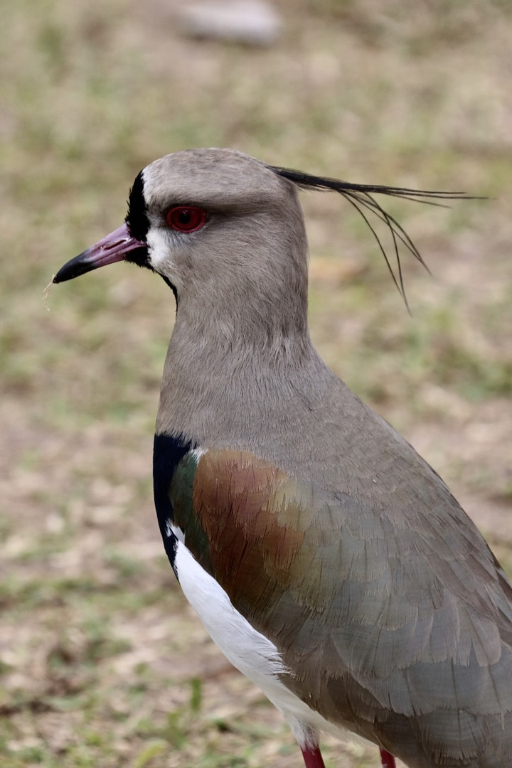 El tero (Vanellus chilensis)  -  Kanutour (XIII)