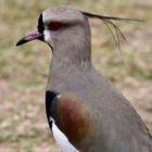 El tero (Vanellus chilensis)  -  Kanutour (XIII)