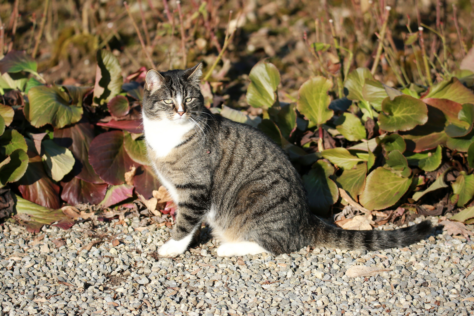 El Tigre Foto & Bild fotos, winter, natur Bilder auf