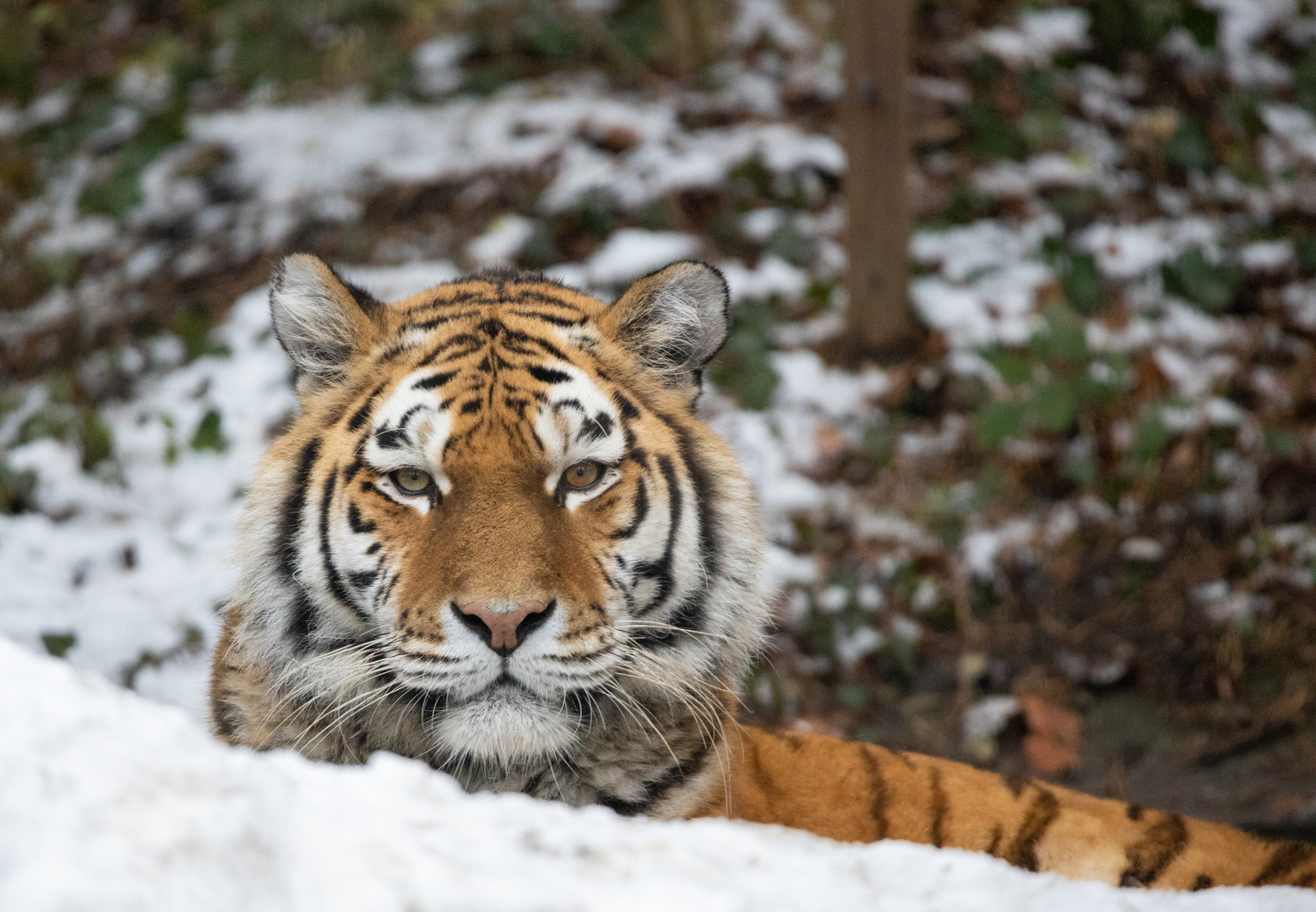 El Tigre Foto & Bild tiere, wildlife, zoo, wildpark & falknerei