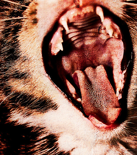 El Tigre's Yawn