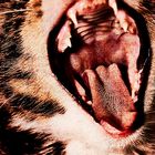 El Tigre's Yawn