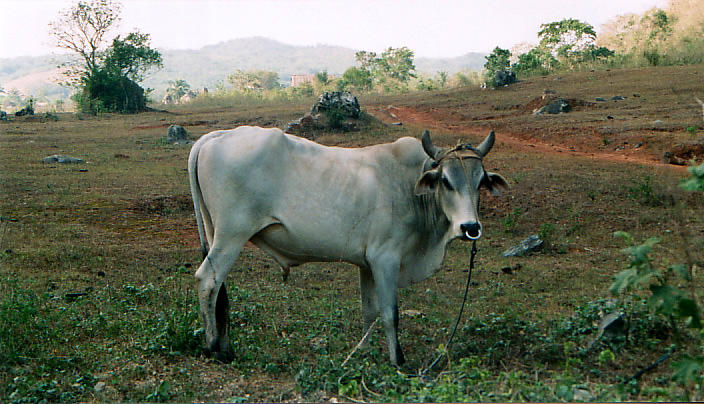 El toro cubano