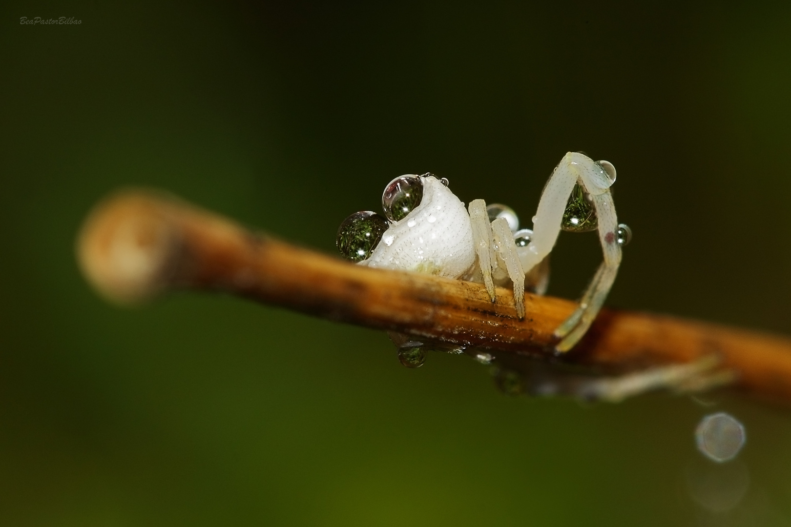 EL TRASERO DE UNA ARAÑA MOJADA