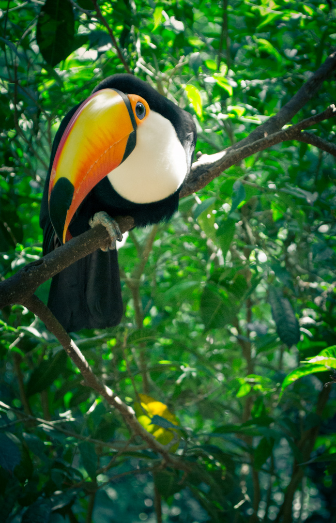 El Tucan