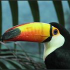 EL TUCAN CURIOSO