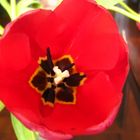 El Tulipan y sus detalles