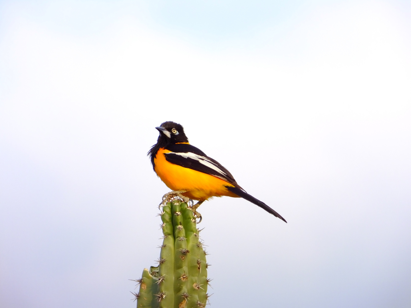 EL TURPIAL, PAJARO DE LA FAUNA VENEZOLANA