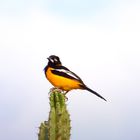 EL TURPIAL, PAJARO DE LA FAUNA VENEZOLANA