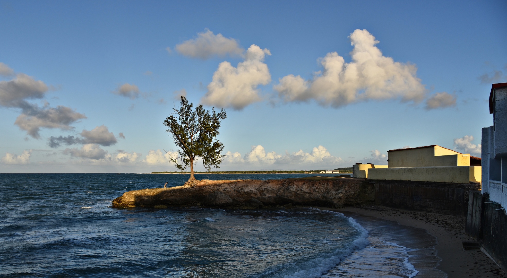 el último árbol de Gibara