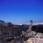 El valle de los árboles muertos...