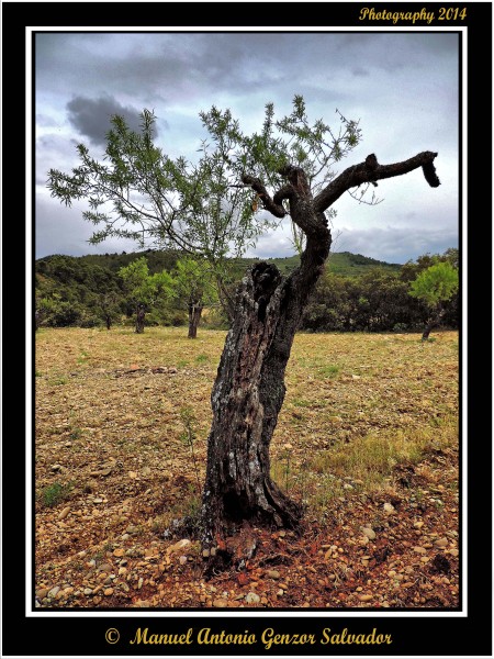 El Viejo Almendro