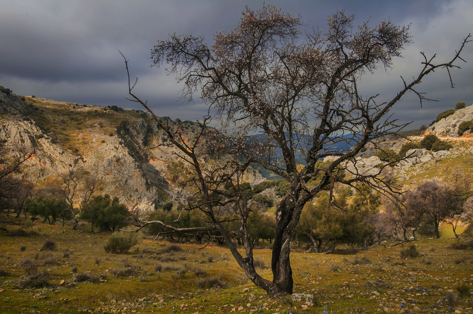 EL VIEJO ALMENDRO