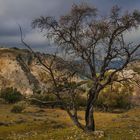 EL VIEJO ALMENDRO