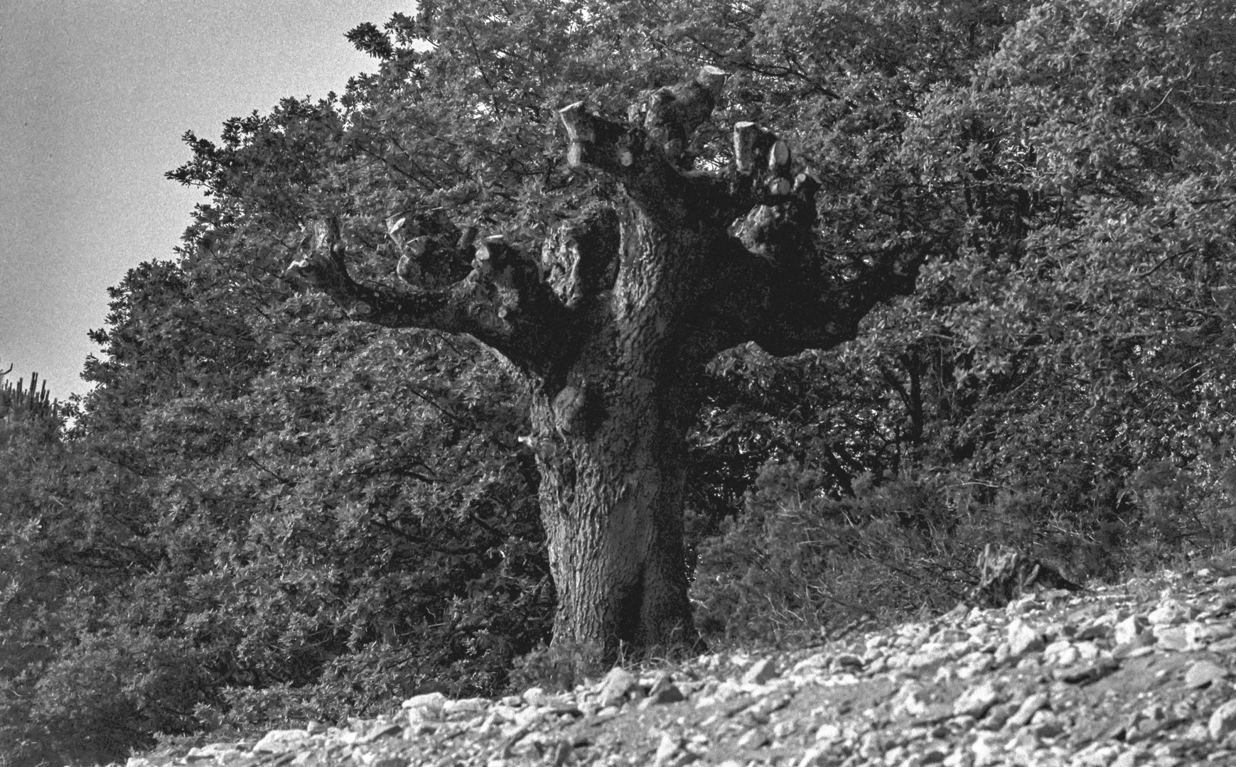 EL  VIEJO ARBOL