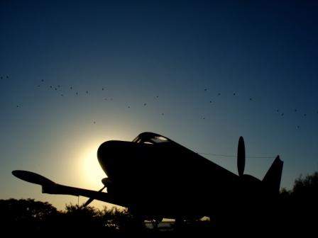 El viejo avión y la bandada de pájaros