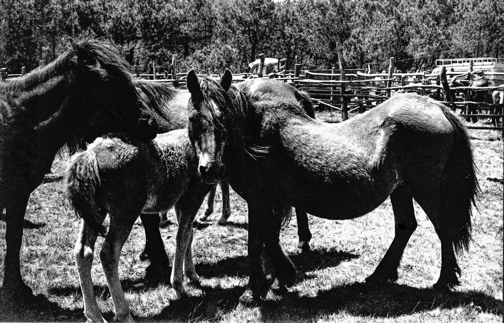 EL VIEJO CABALLO (RAPA DAS BESTAS)