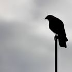 El vigilante rapaz, Pueblo de Elorza, Apure - Venezuela