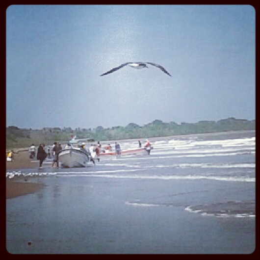 El volar de un ave