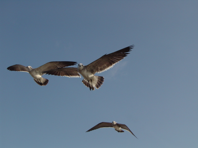 El vuelo