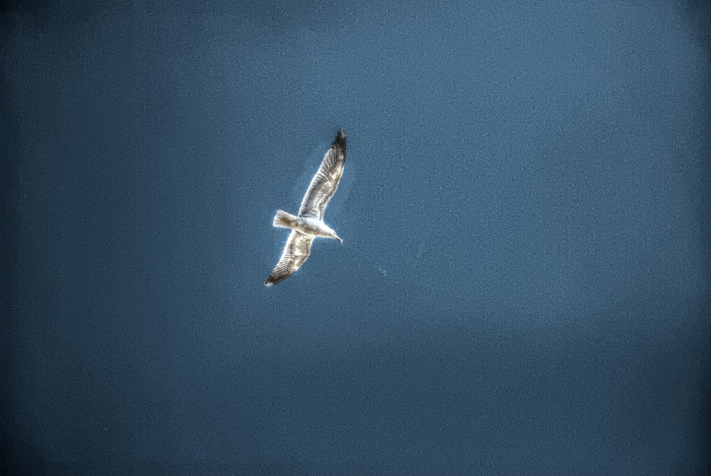 el vuelo