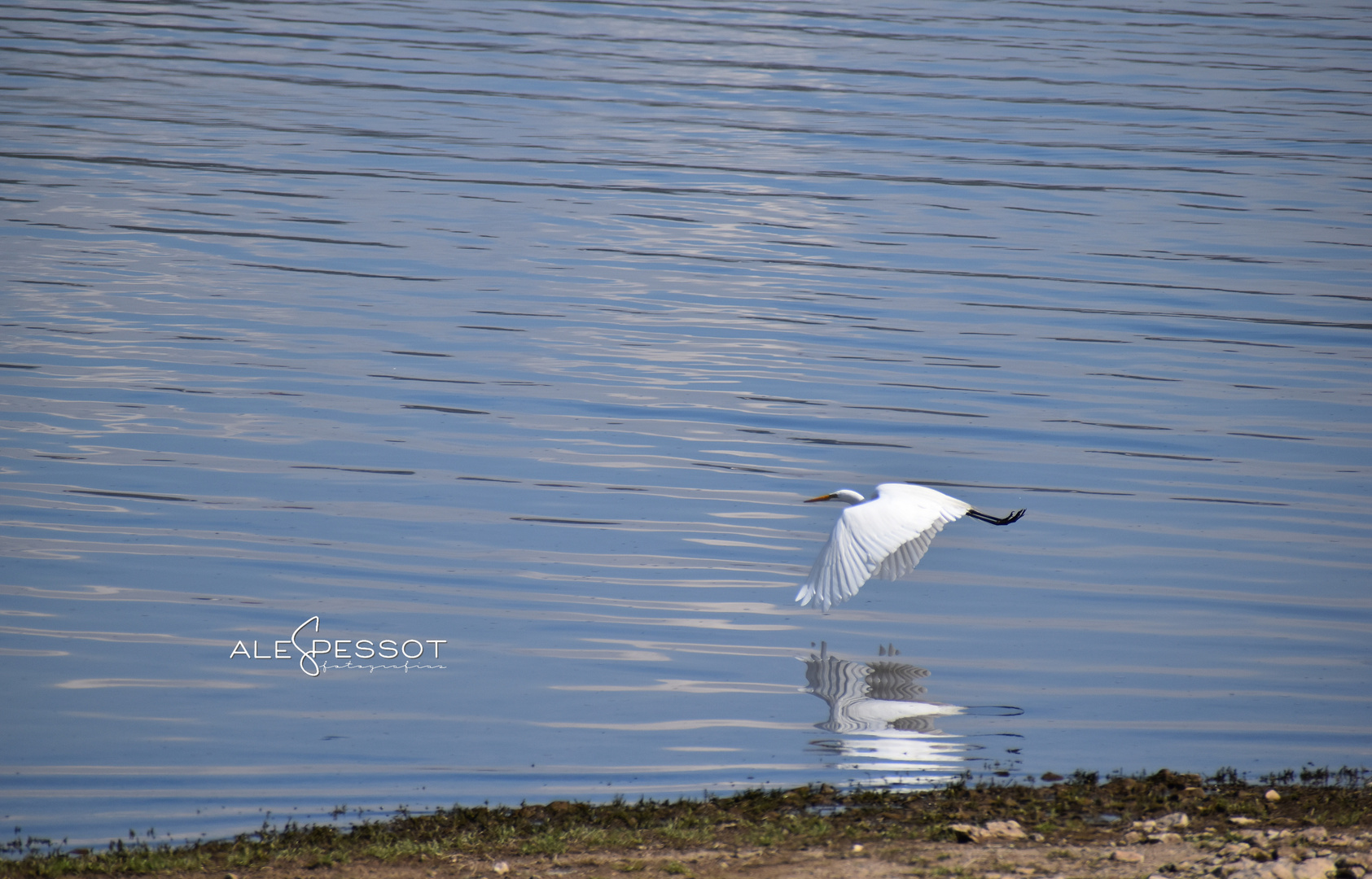 El vuelo