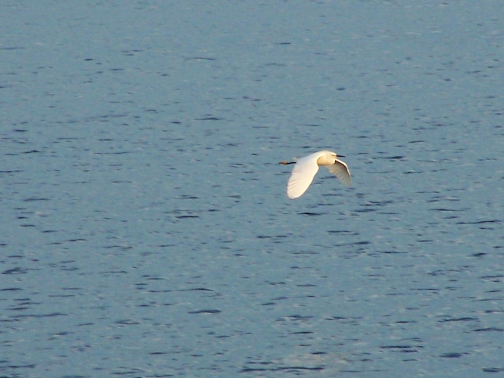 EL VUELO