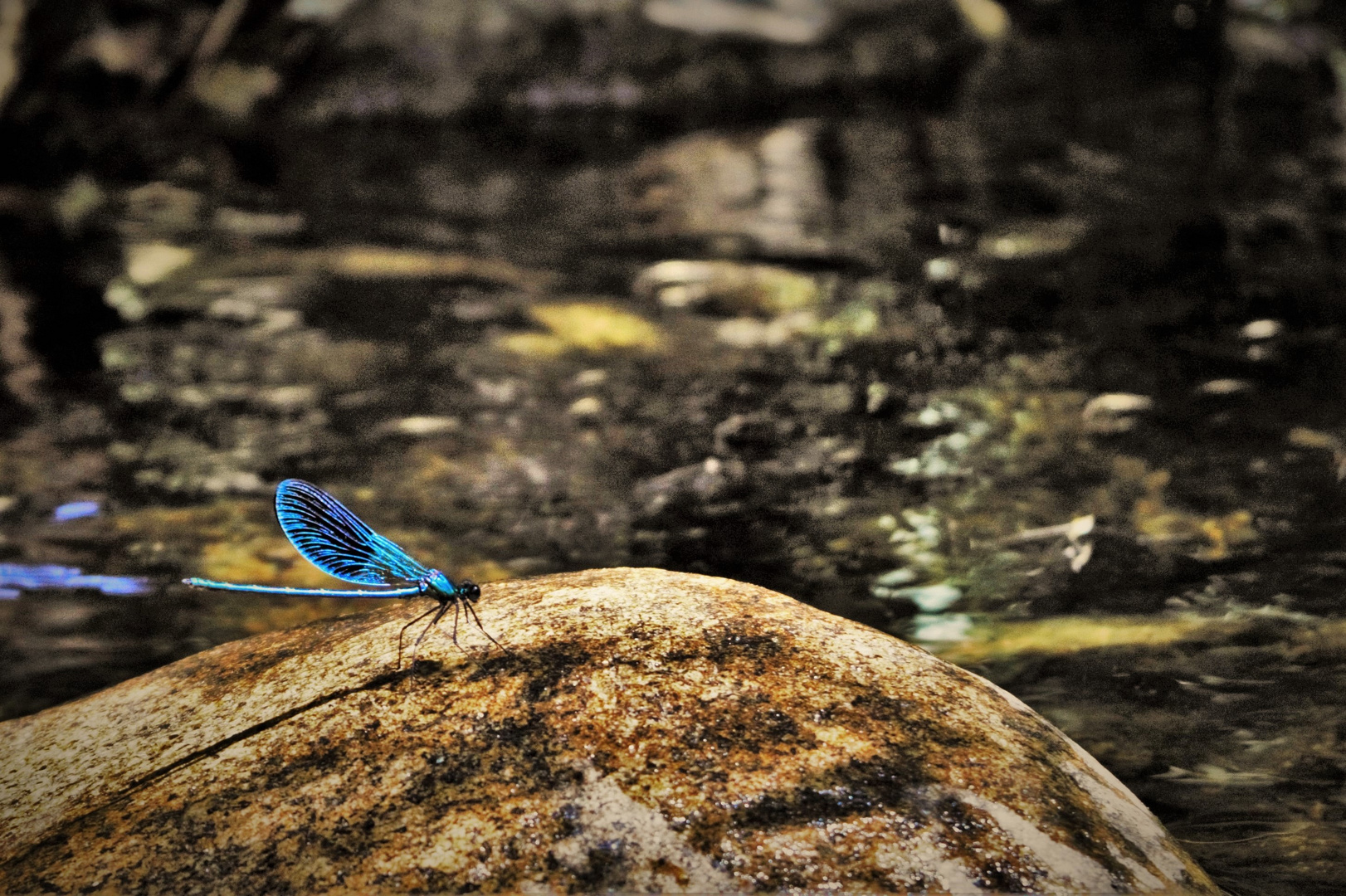 El vuelo azul