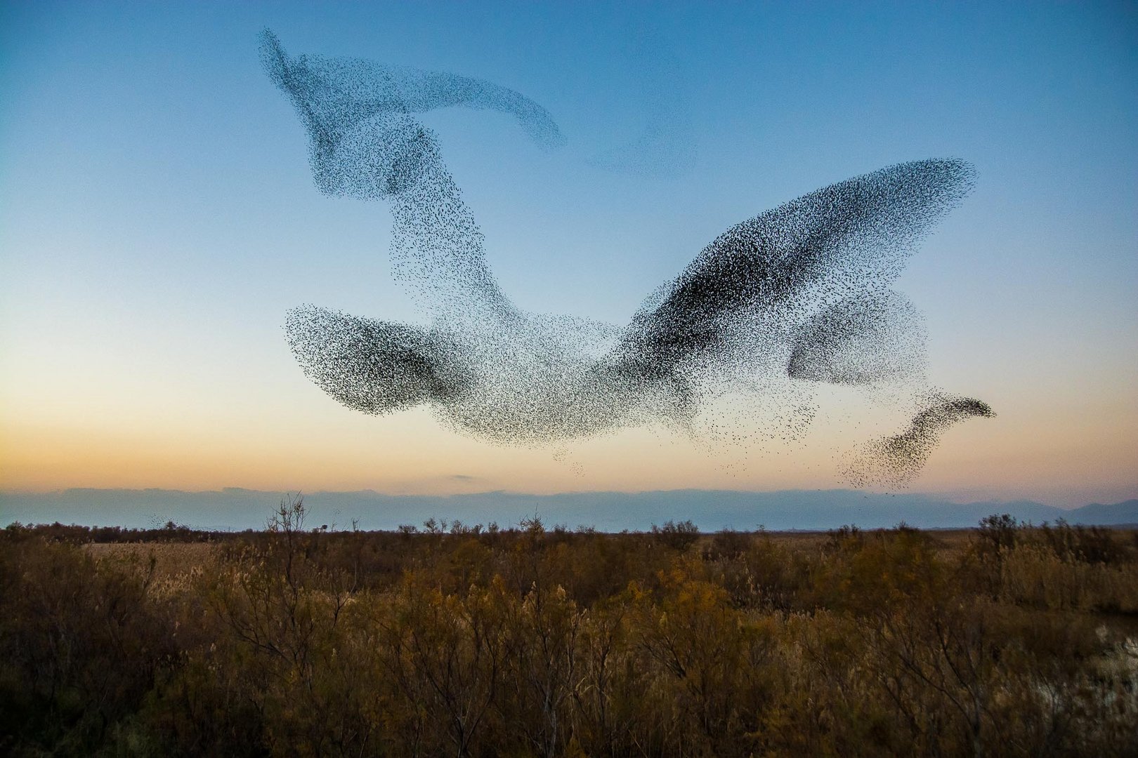 El Vuelo