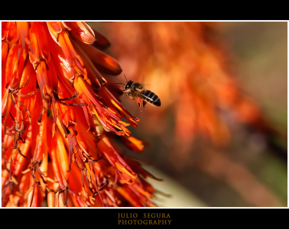 El Vuelo de la Abeja