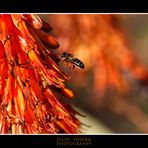 El Vuelo de la Abeja