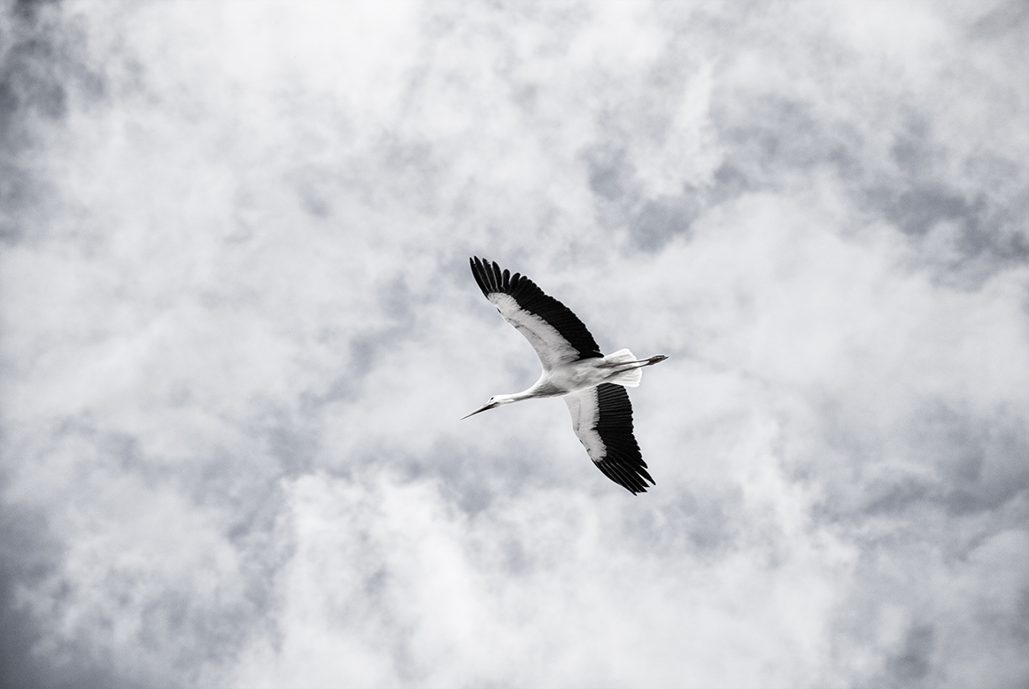 El vuelo de la Cigüeña