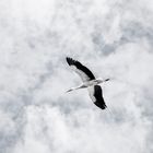 El vuelo de la Cigüeña