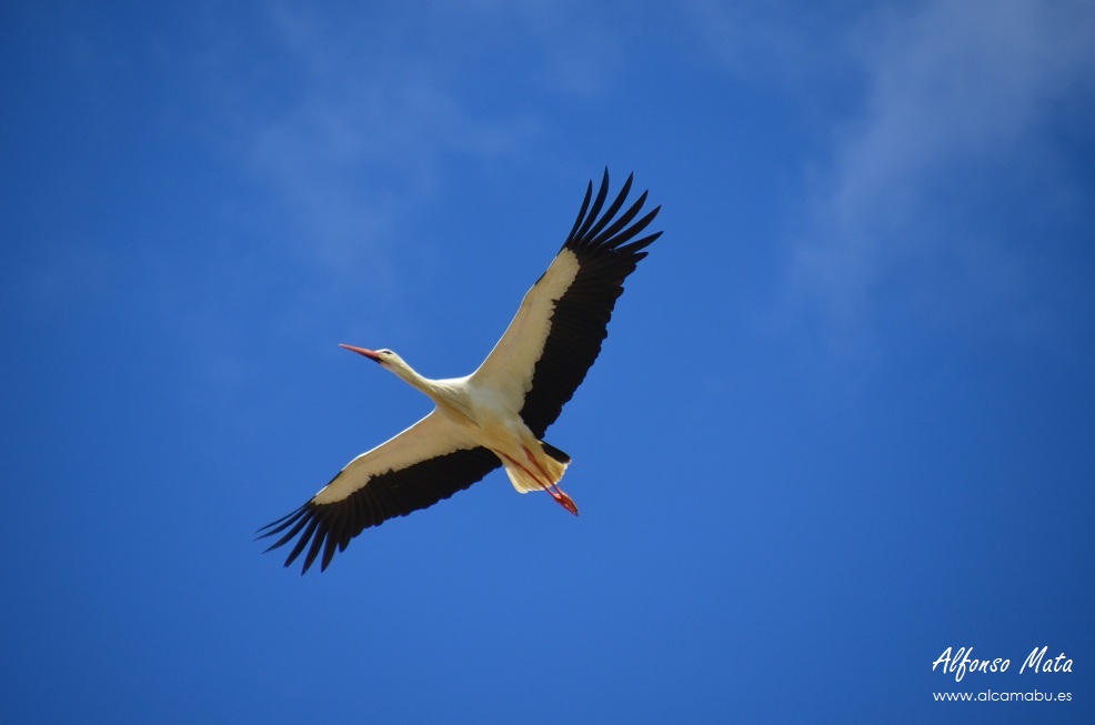 El vuelo de la cigüeña