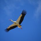 El vuelo de la cigüeña