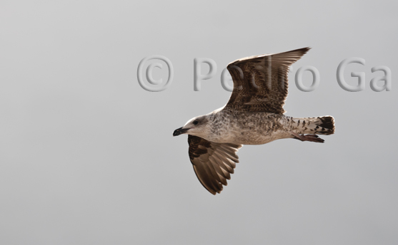 El vuelo de la Gaviota 1