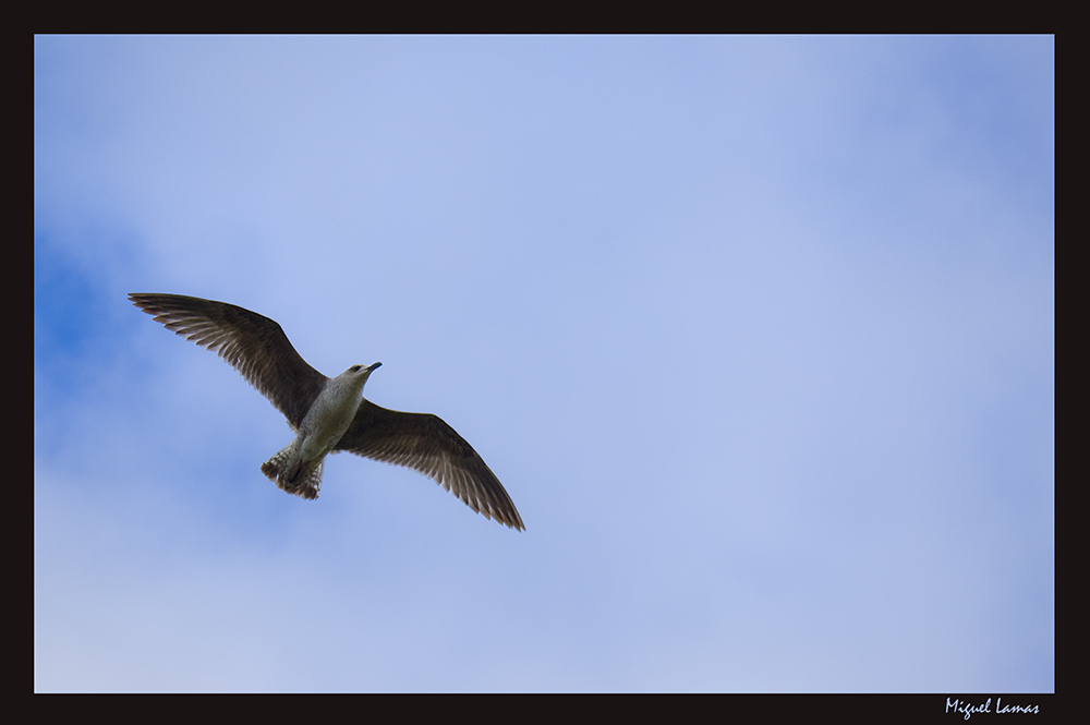 El vuelo de la gaviota