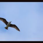 El vuelo de la gaviota