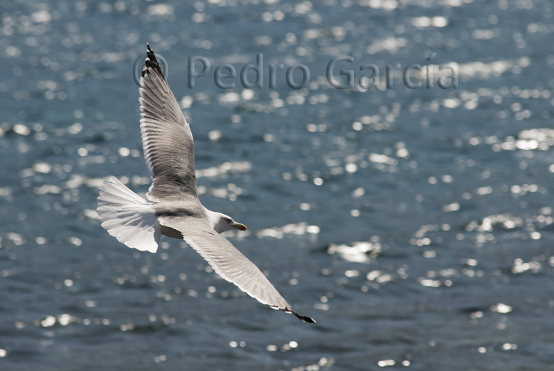 El vuelo de la Gaviota 2