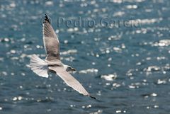 El vuelo de la Gaviota 2