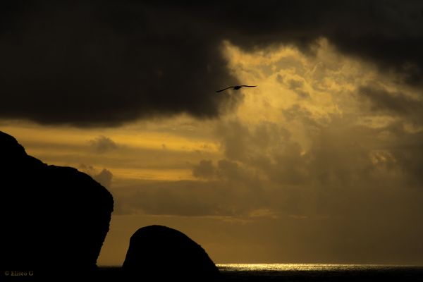 El vuelo de la gaviota