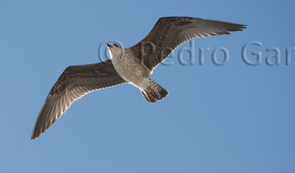 El vuelo de la Gaviota