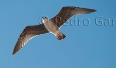 El vuelo de la Gaviota