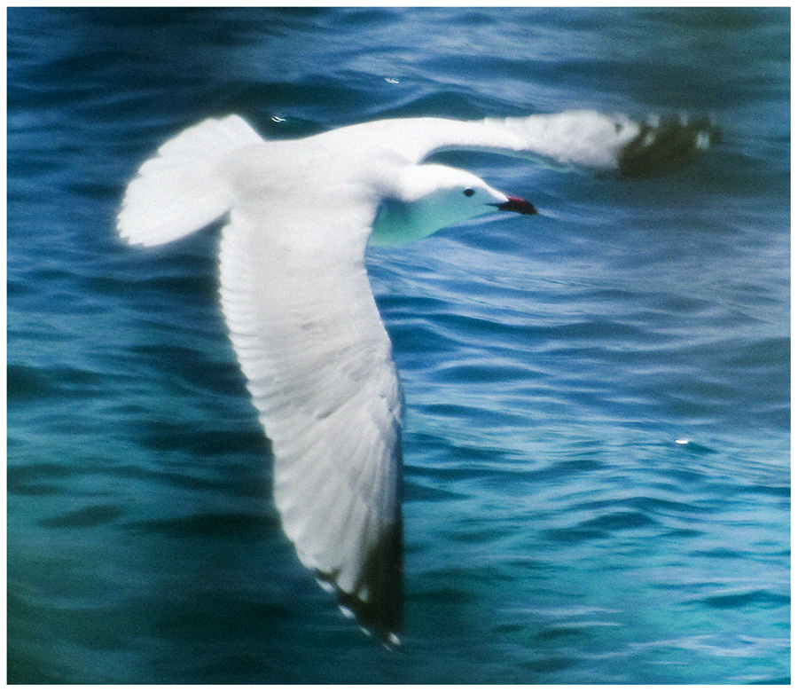 El vuelo de la gaviota