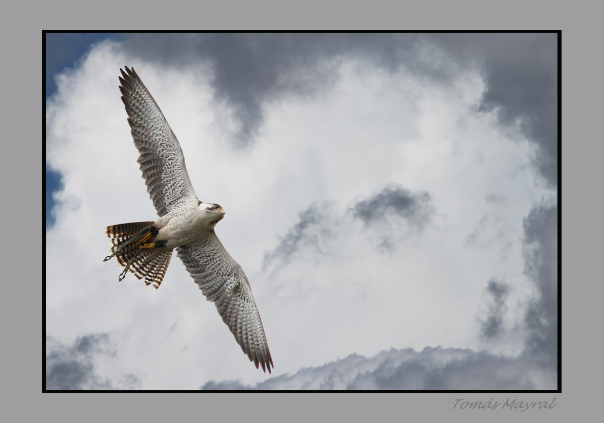 EL VUELO DE LA RAPAZ