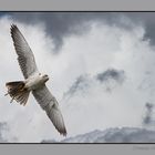 EL VUELO DE LA RAPAZ