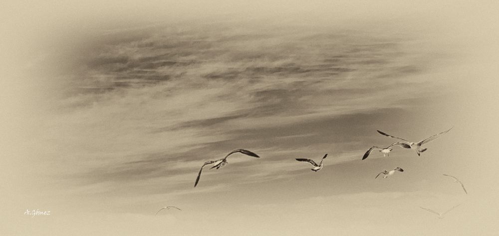 El vuelo de las gaviotas