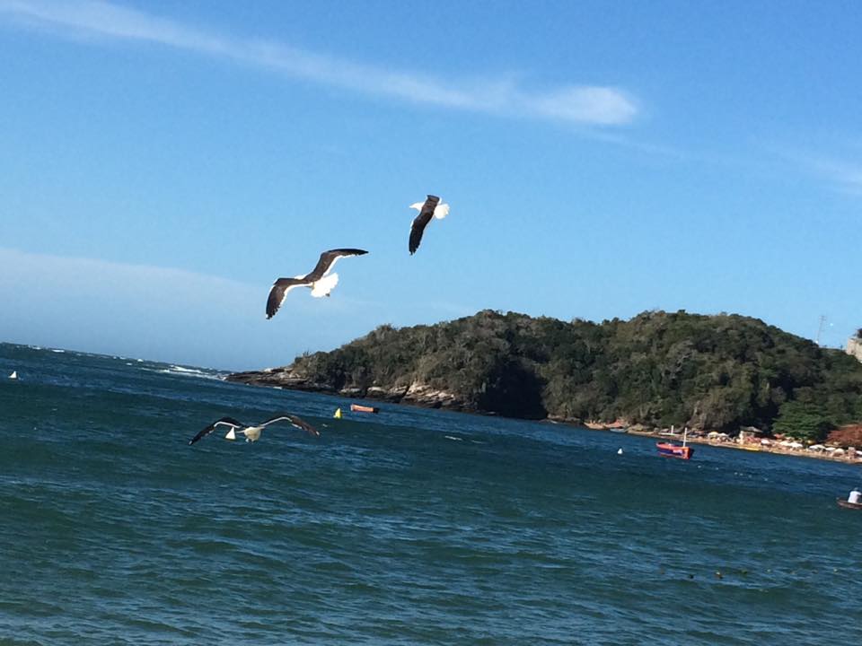 El vuelo de las gaviotas