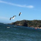 El vuelo de las gaviotas