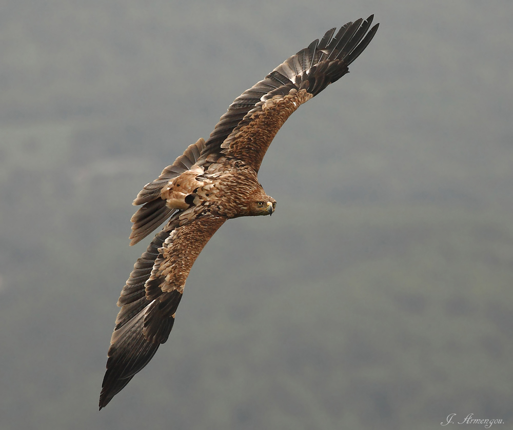 El vuelo del águila pescadora